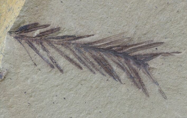 Metasequoia (Dawn Redwood) Fossil - Montana #56870